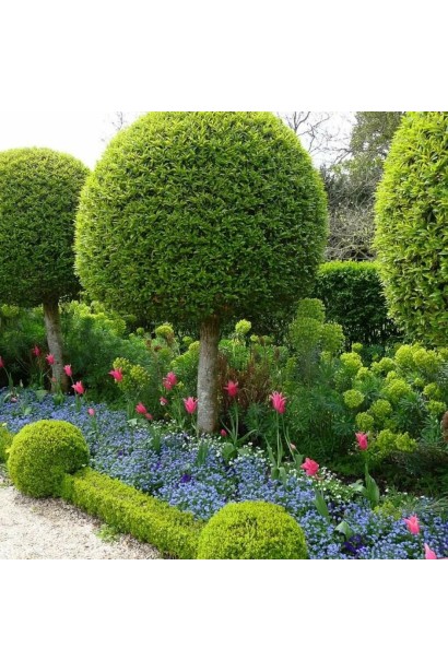 Thuja occidentalis Holmstrup (shtamb)